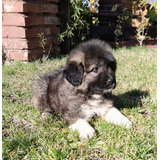 Cachorros Pastor Del Caucaso (solo Hembras)