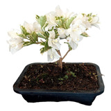 Bonsai Primavera Bougainvillea Branca Gabra Exotica