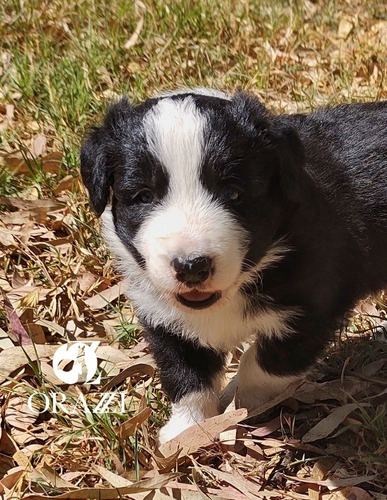 Seña/reserva Hermosos Cachorros Border Collie 