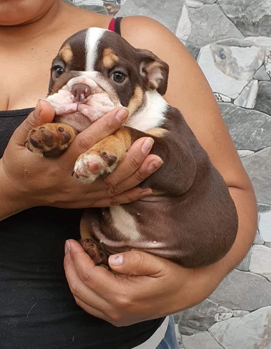 Cachorros Bulldog Inglés