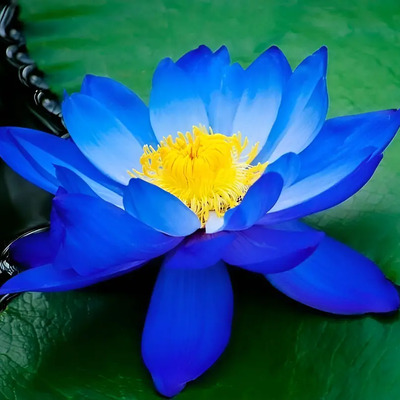50 Semillas De Flor De Loto Nelumbo Nuciferas Color Azul | MercadoLibre