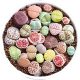 50 Sementes Lithops Pedra Viva Cacto Suculenta P/ Mudas