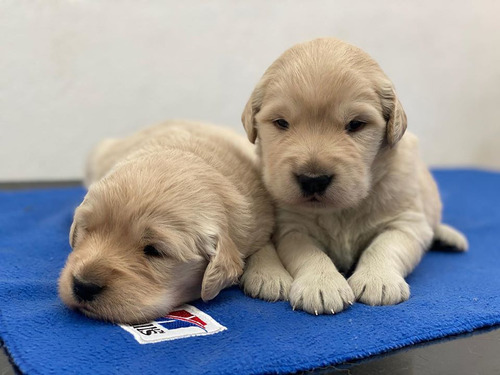 Golden Retriever Adorables Compañias