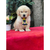 Filhotes De Golden Retriever Macho