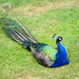 Pavão Azul Aves Ornamentais Casais 