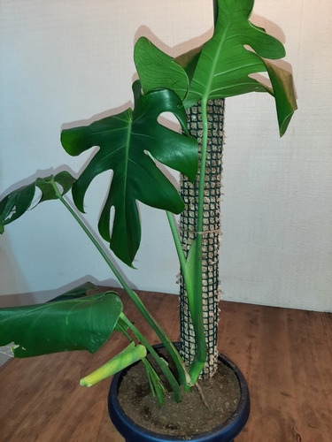 Tutor De Musgo Para Plantas - Moss Pole (65 Cm, Color Verde)