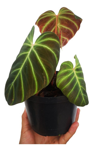 Philodendro Verrucosum Exótico - Araceae
