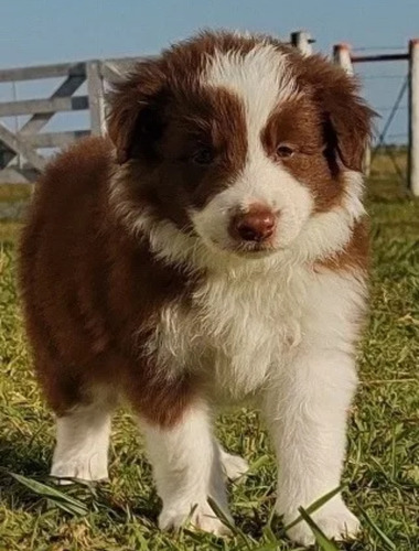 Border Collie 