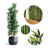 Planta Artificial Bambu Da Sorte Sem Vaso