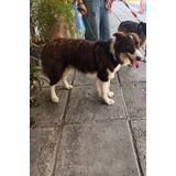 Border Collie Busca Novia