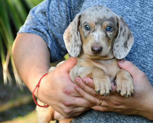 Cachorros Dachshund Mini Salchichas Isabella Arlequin Pedigr