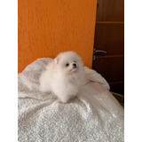 Lulu Da Pomerania Ursinho Branco Neve