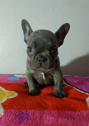 Cachorros Bulldog Francés Exotic Blue Perros Soacha 