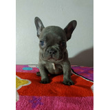 Cachorros Bulldog Francés Exotic Blue Perros Soacha 