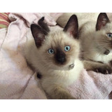 Gatinhos Da Raça Siamês  Olhos Azuis Carinhosos