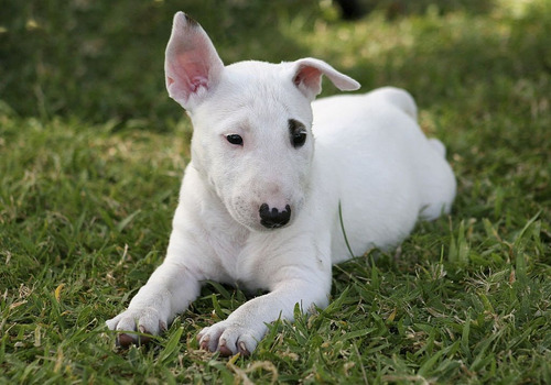 Cachorros Bull Terrier Perros Bullterrier Cachorrito Dog