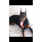 Doberman, Filhotes De Cães Com Vacina 