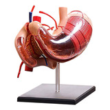 O Modelo Anatómico Del Estómago Modelo De Anatomía Humana 30