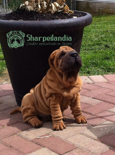 Cachorro Sharpei  94