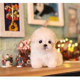 Cachorros French Poodle Mini