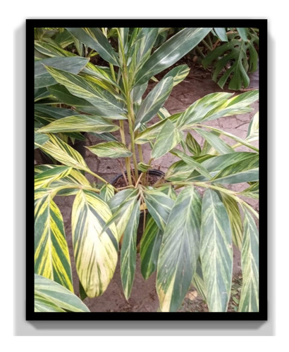 Alpinia Zurumbet Variegada Planta Exótica Tropical 