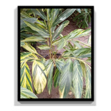 Alpinia Zurumbet Variegada Planta Exótica Tropical 