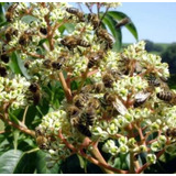 Flor Apícola Melífera Outono T. Danielli Sementes P/ Mudas