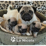 Cachorros Pug Carlino 0o3