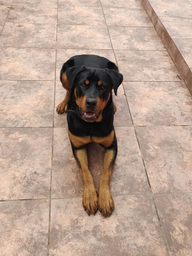 Macho Rottweiler (se Busca)