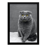 Quadro Gato Scottish Fold Lindo Felino