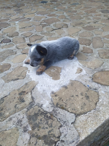 Cachorro Pastor Ganadero Med, Bog,cali Animal Pets Colombia