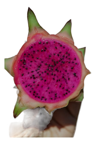 Planta De Pitahaya O Fruta Del Dragón