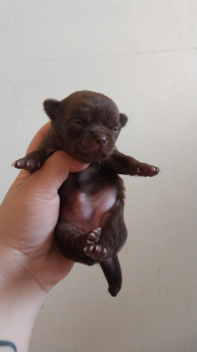 Bonitos Chihuahua Pelo Longo Lindíssimos Filhotes Disponível