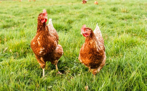 Huevos Fértiles Gallina Isa Brown Ponedora