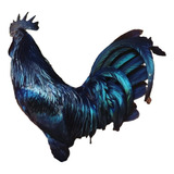 Ovos Galados Ayam Cemani Legítimo Aves Exóticas (10 Ovos)