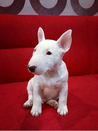 Bull Terrier Ingles Cachorros Finos