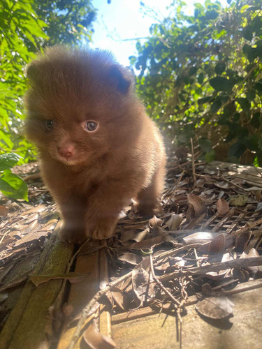 Spitzalemão Luluzinho Lulu Da Pomerania Fêmea Anãzinha