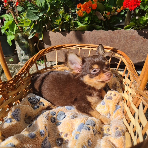Filhotes Chihuahua Fêmeas E Machos.