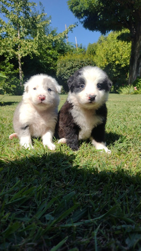 Cachorro Border Collie