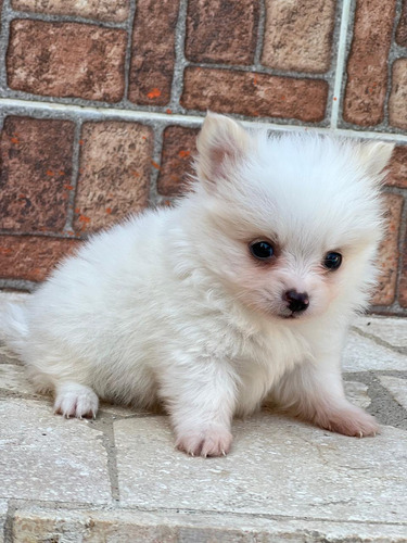 Hermoso Pomerania Micro Lulú 