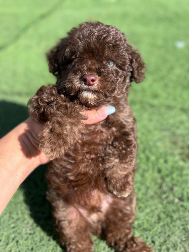 Cachorro Caniche Bogotá Pura Raza Animal Pets Colombia