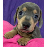 Dachshund, Teckels, Cachorros Salchicha.