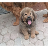 Cachorros Mastín Tibetanos 