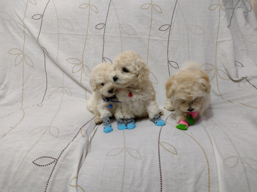 Hermosos Cachorritos Poodle Toyn