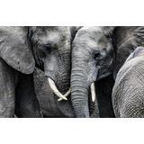 Elefantes Pareja Cuadro Canvas Con Marco En Bastidor 60x90cm