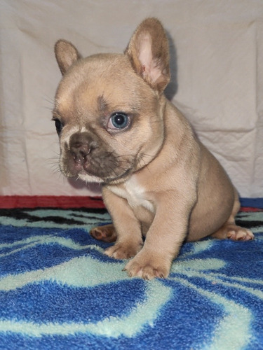 Bulldog Francês Macho Blue Fawn 