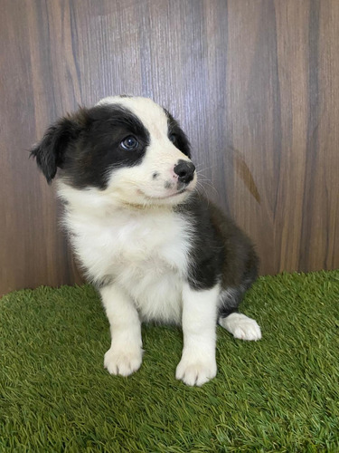 Border Collie. Con Certificado De Pureza Racial