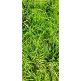 Semillas De Ryegrass, Césped 