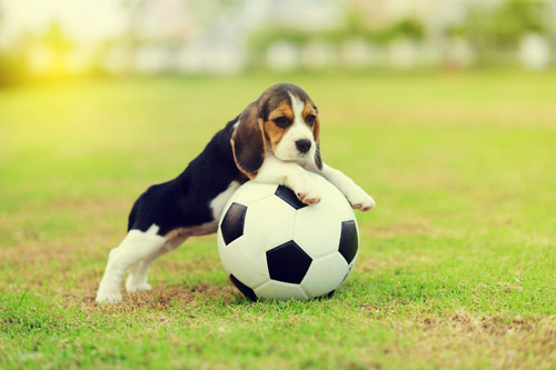 Hermosos Cachorros Beagle! Tricolor 13 Pulgadas.