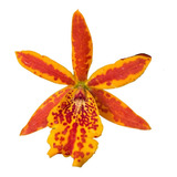 Orquídea Epicattleya Volcano Trick - Planta Adulta